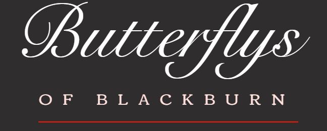 Butterflys